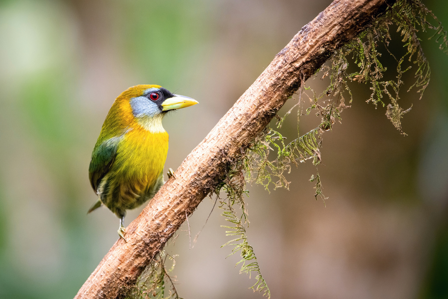 vousák andský (Eubucco bourcierii) Red-headed barbet