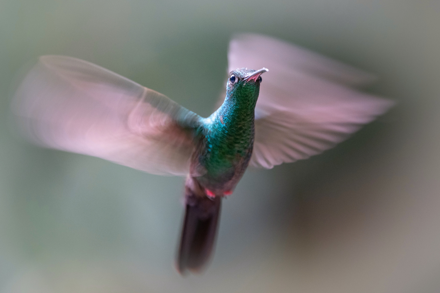 kolibřík křivozobý (Chalybura urochrysia) Bronze-tailed plumeleteer
