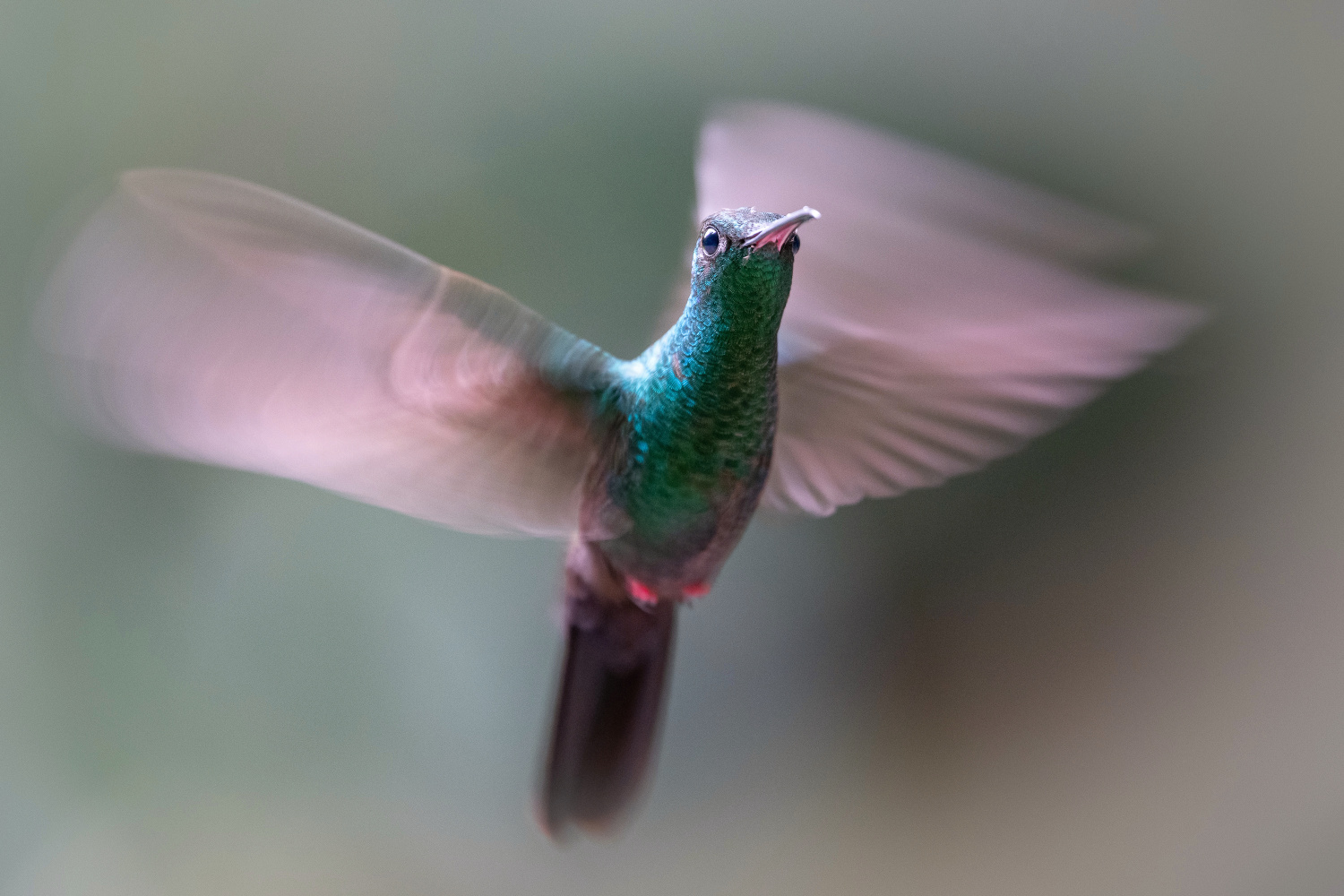 kolibřík křivozobý (Chalybura urochrysia) Bronze-tailed plumeleteer