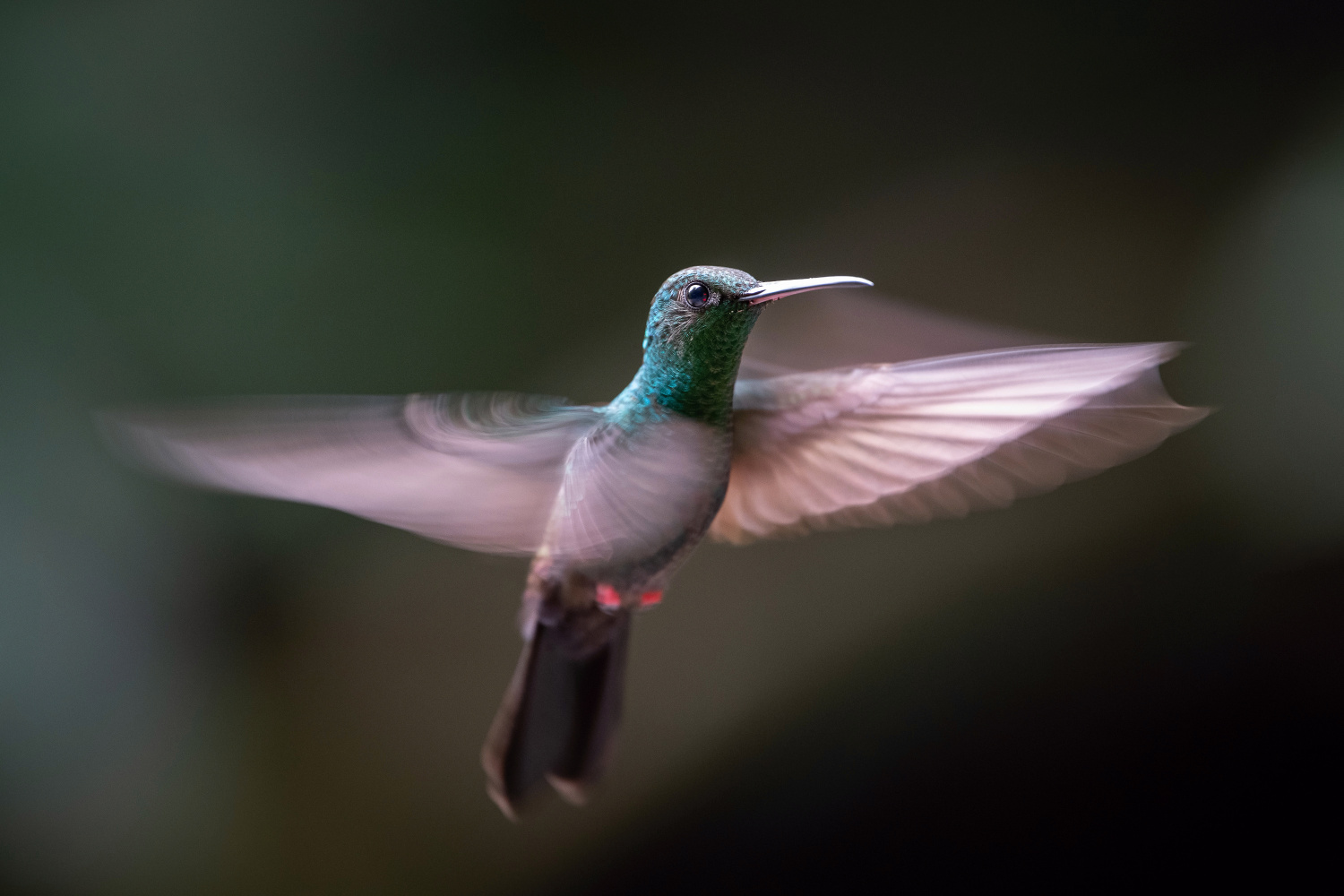 kolibřík křivozobý (Chalybura urochrysia) Bronze-tailed plumeleteer