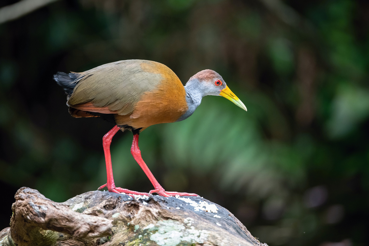 chřástal guyanský (Aramides cajanea) Grey-necked wood rail