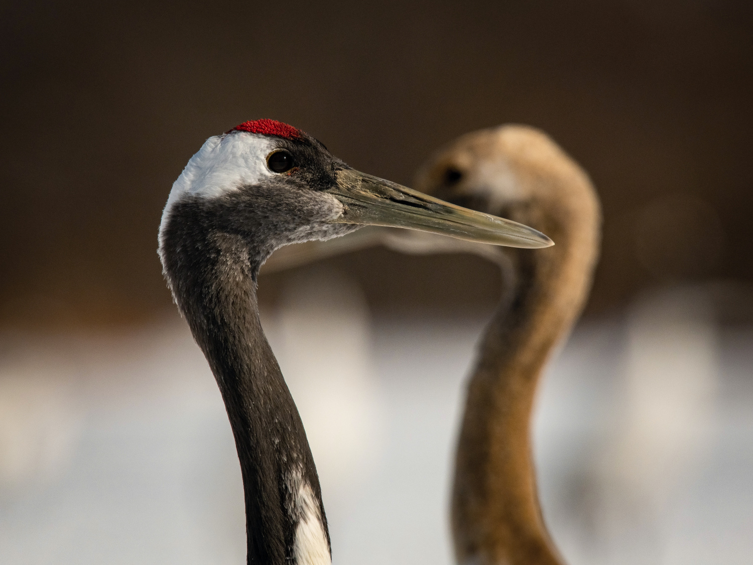 jeřáb mandžuský (Grus japonensis) Red-crowned crane
