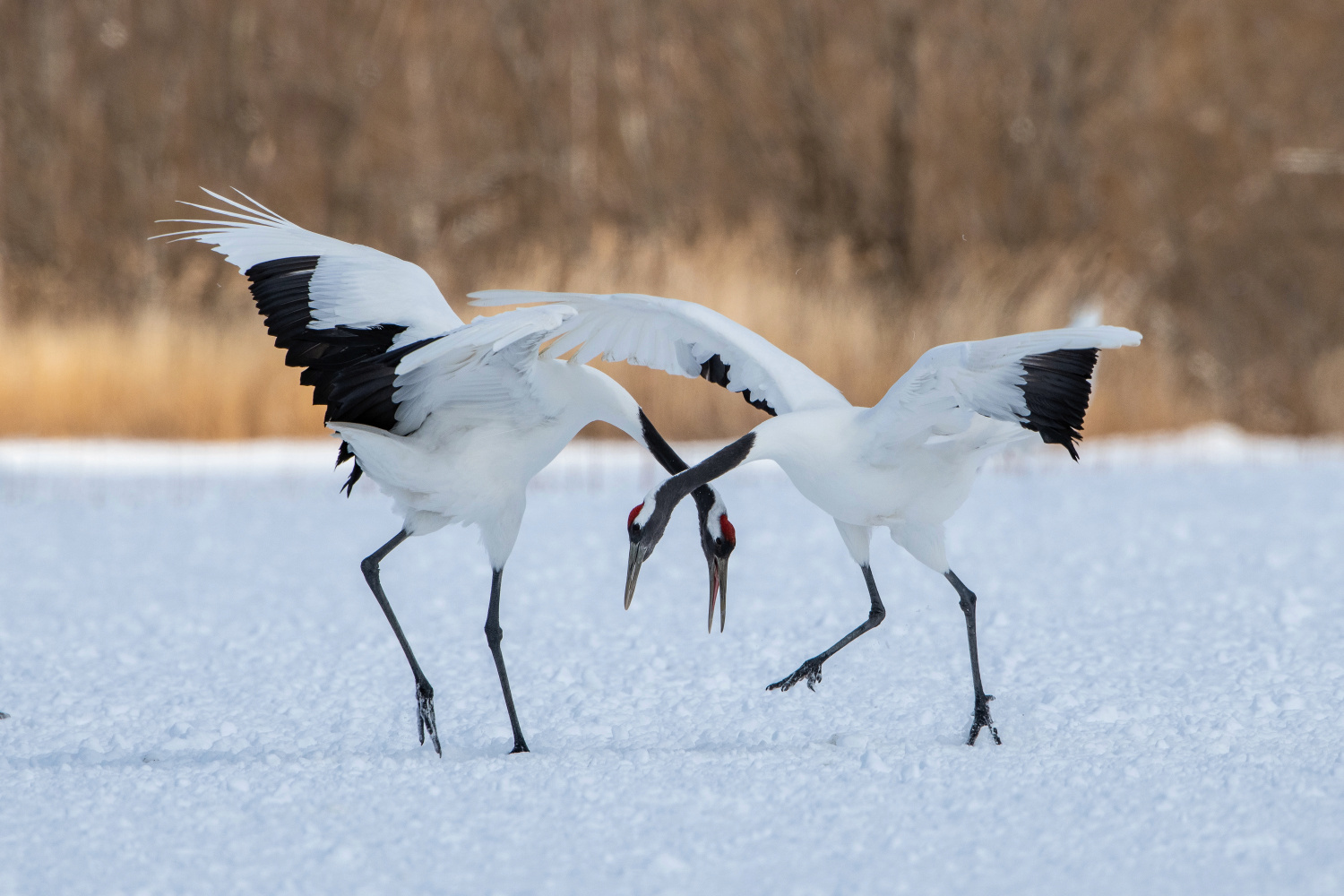 jeřáb mandžuský (Grus japonensis) Red-crowned crane