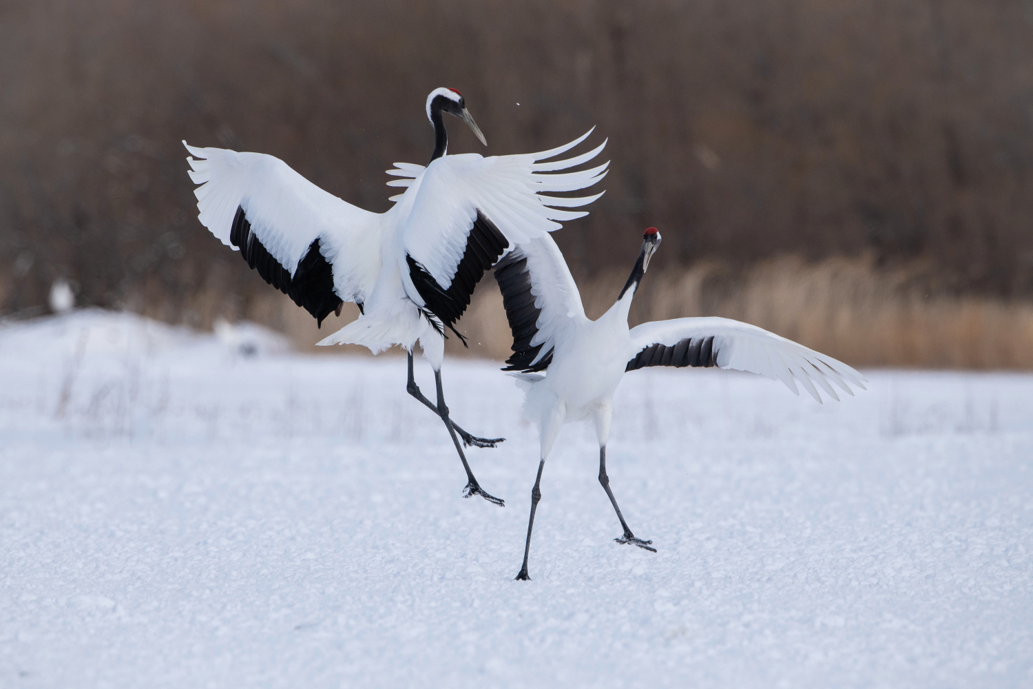 jeřáb mandžuský (Grus japonensis) Red-crowned crane