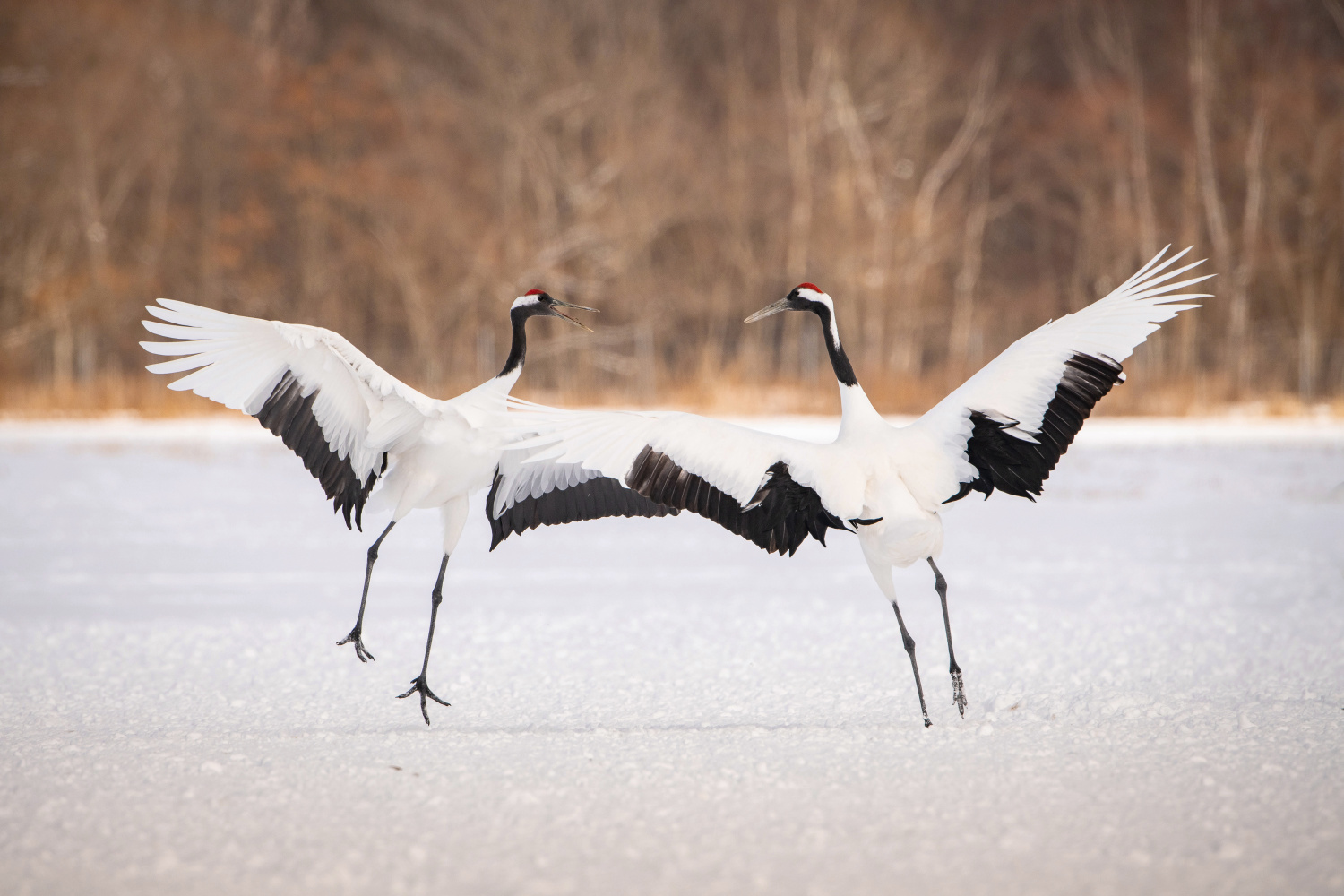 jeřáb mandžuský (Grus japonensis) Red-crowned crane