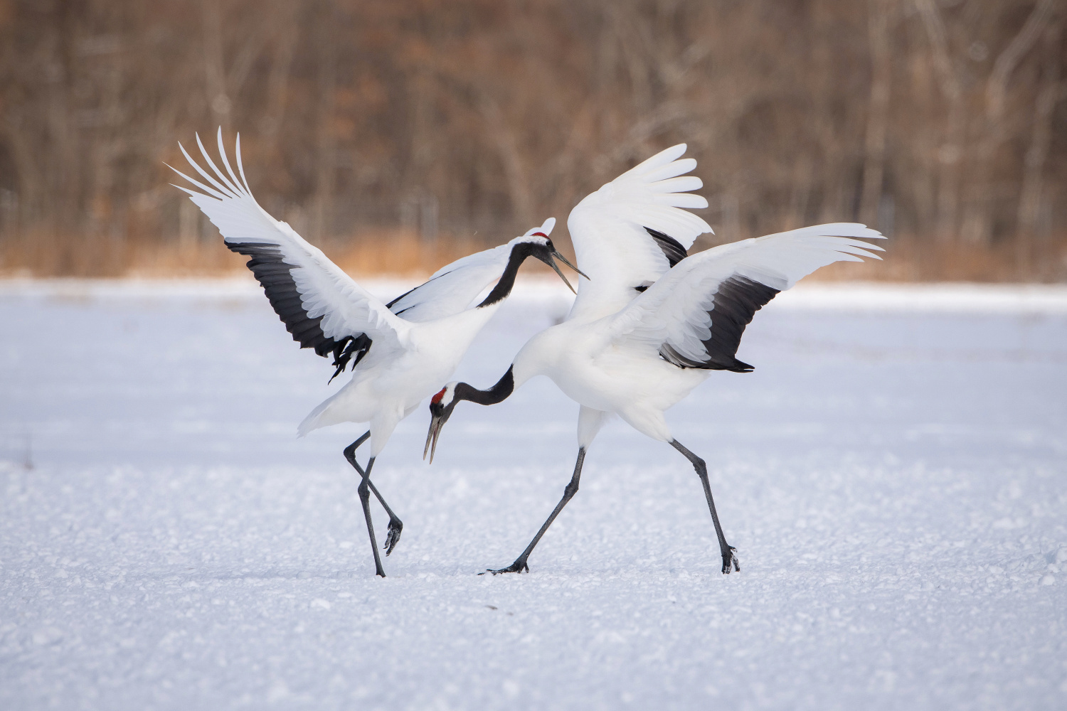 jeřáb mandžuský (Grus japonensis) Red-crowned crane