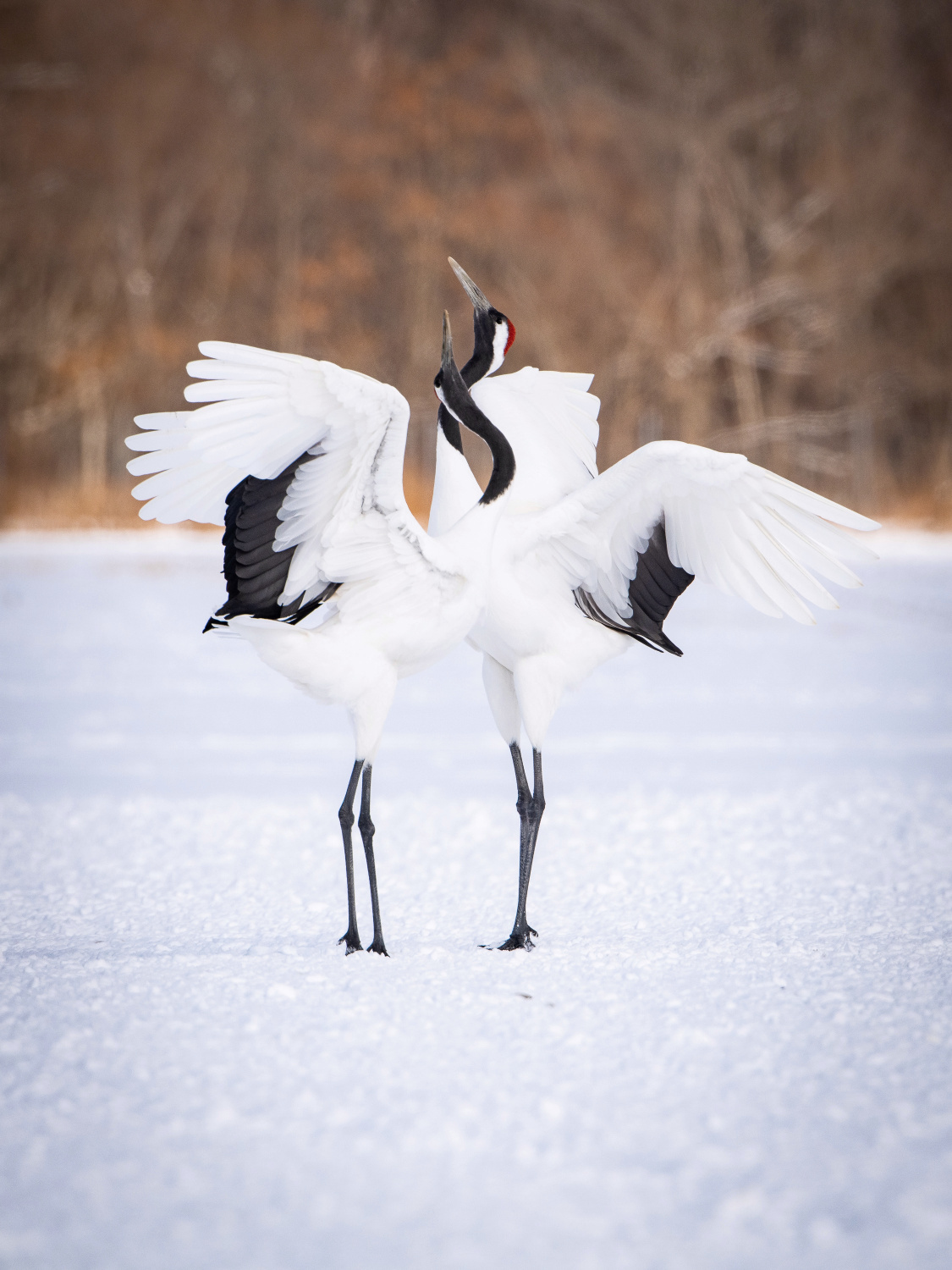 jeřáb mandžuský (Grus japonensis) Red-crowned crane