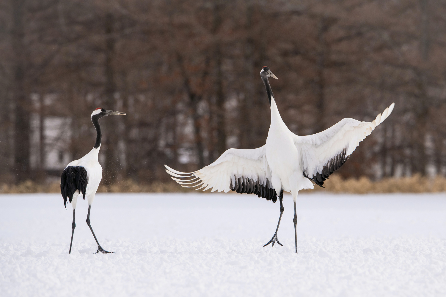 jeřáb mandžuský (Grus japonensis) Red-crowned crane