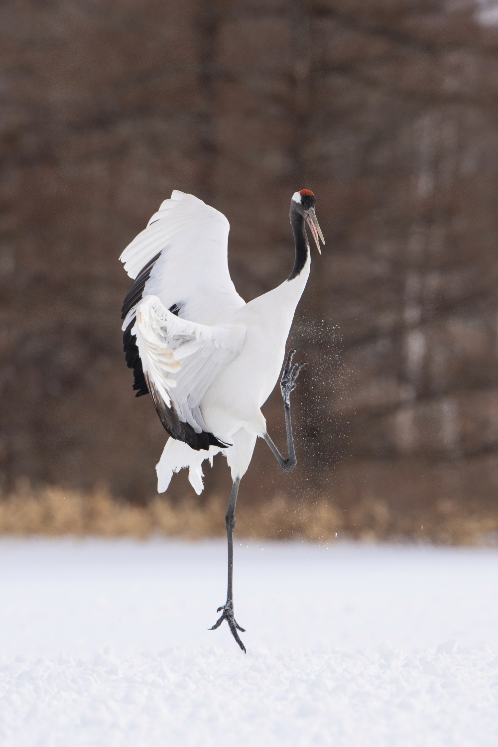 jeřáb mandžuský (Grus japonensis) Red-crowned crane