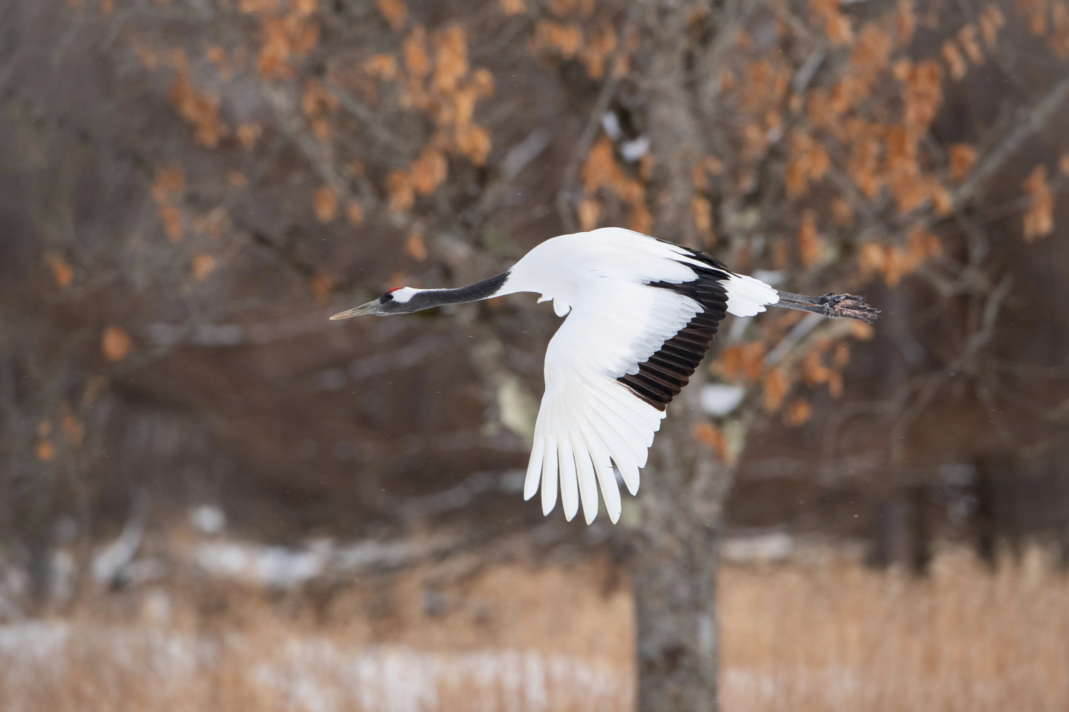 jeřáb mandžuský (Grus japonensis) Red-crowned crane