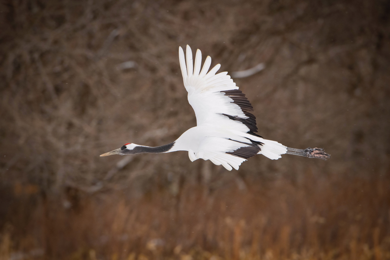 jeřáb mandžuský (Grus japonensis) Red-crowned crane