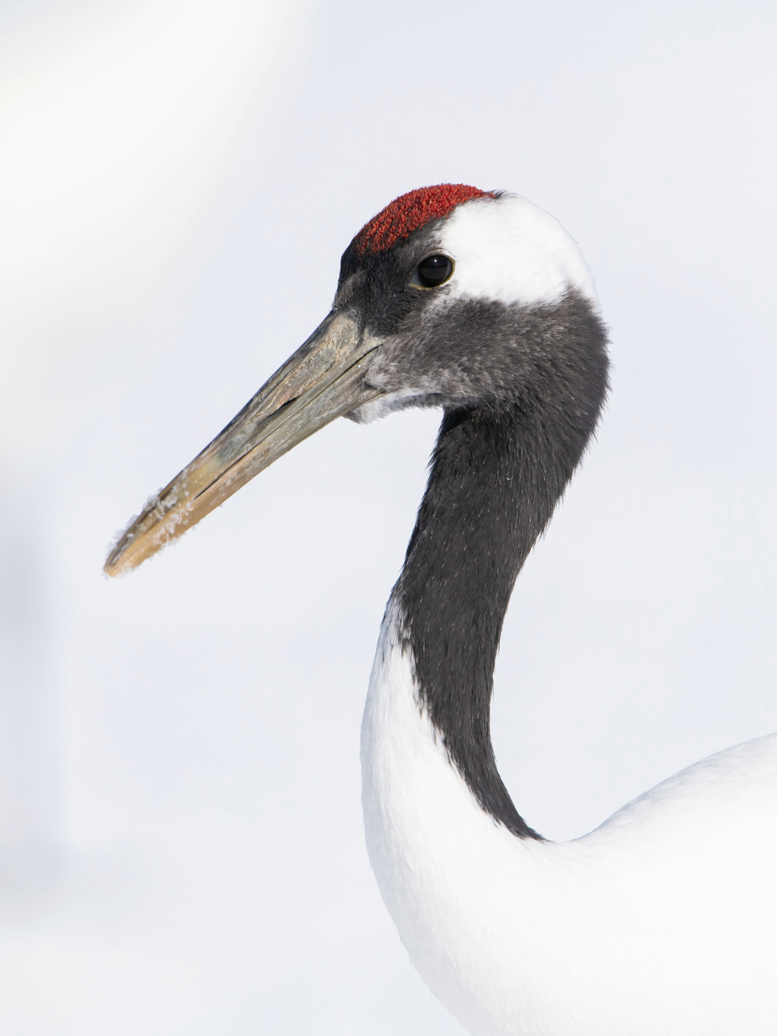 jeřáb mandžuský (Grus japonensis) Red-crowned crane