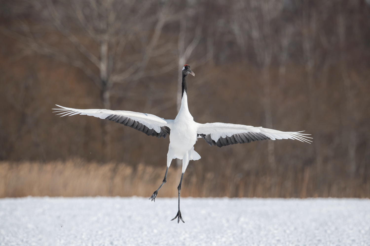 jeřáb mandžuský (Grus japonensis) Red-crowned crane