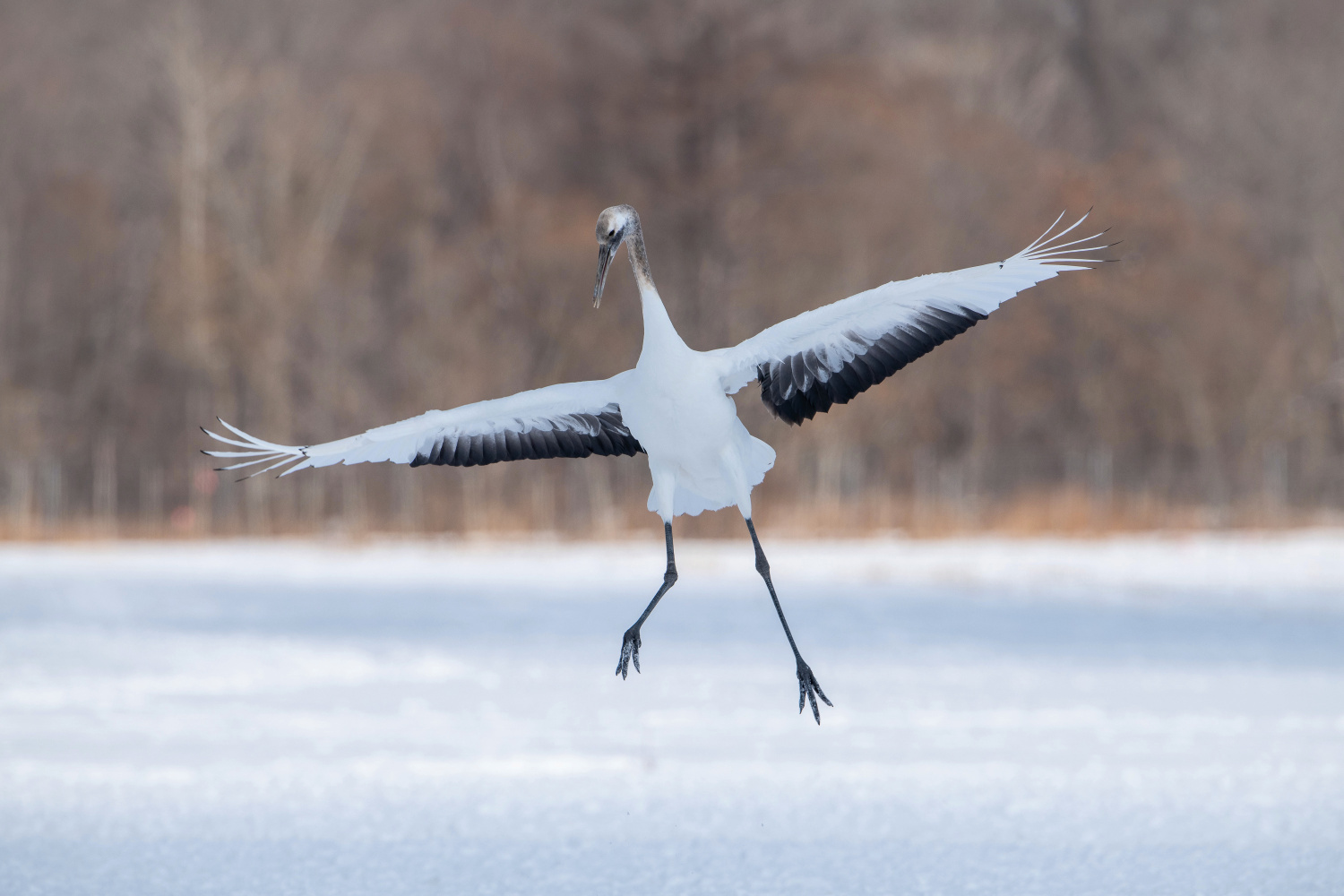 jeřáb mandžuský (Grus japonensis) Red-crowned crane