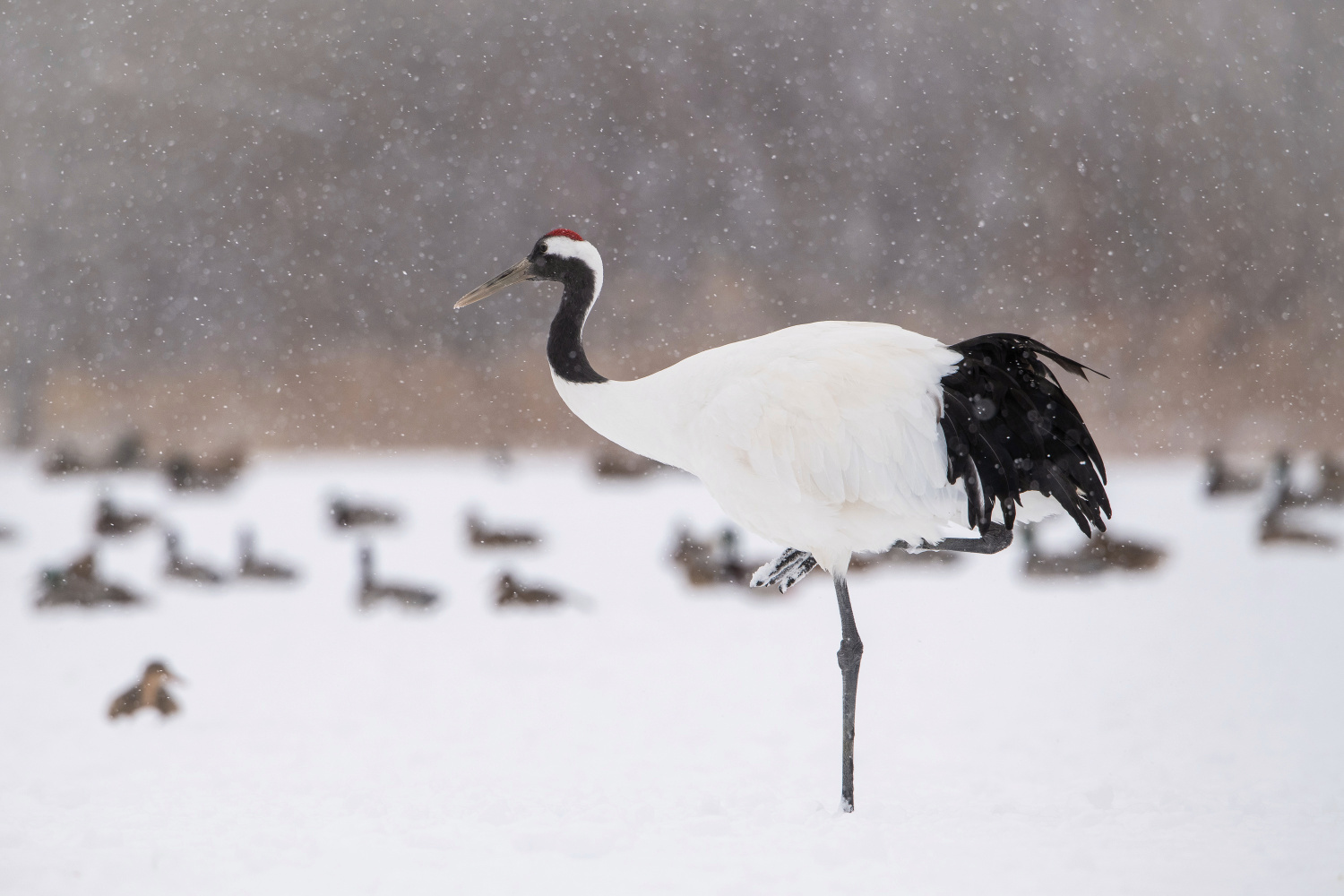 jeřáb mandžuský (Grus japonensis) Red-crowned crane