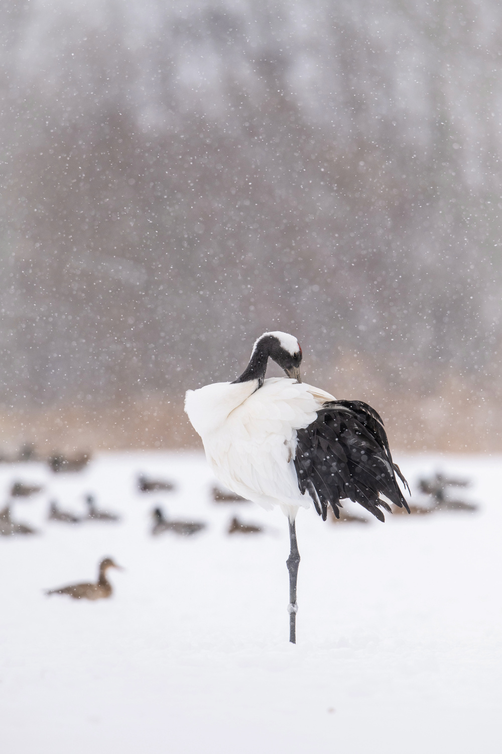 jeřáb mandžuský (Grus japonensis) Red-crowned crane