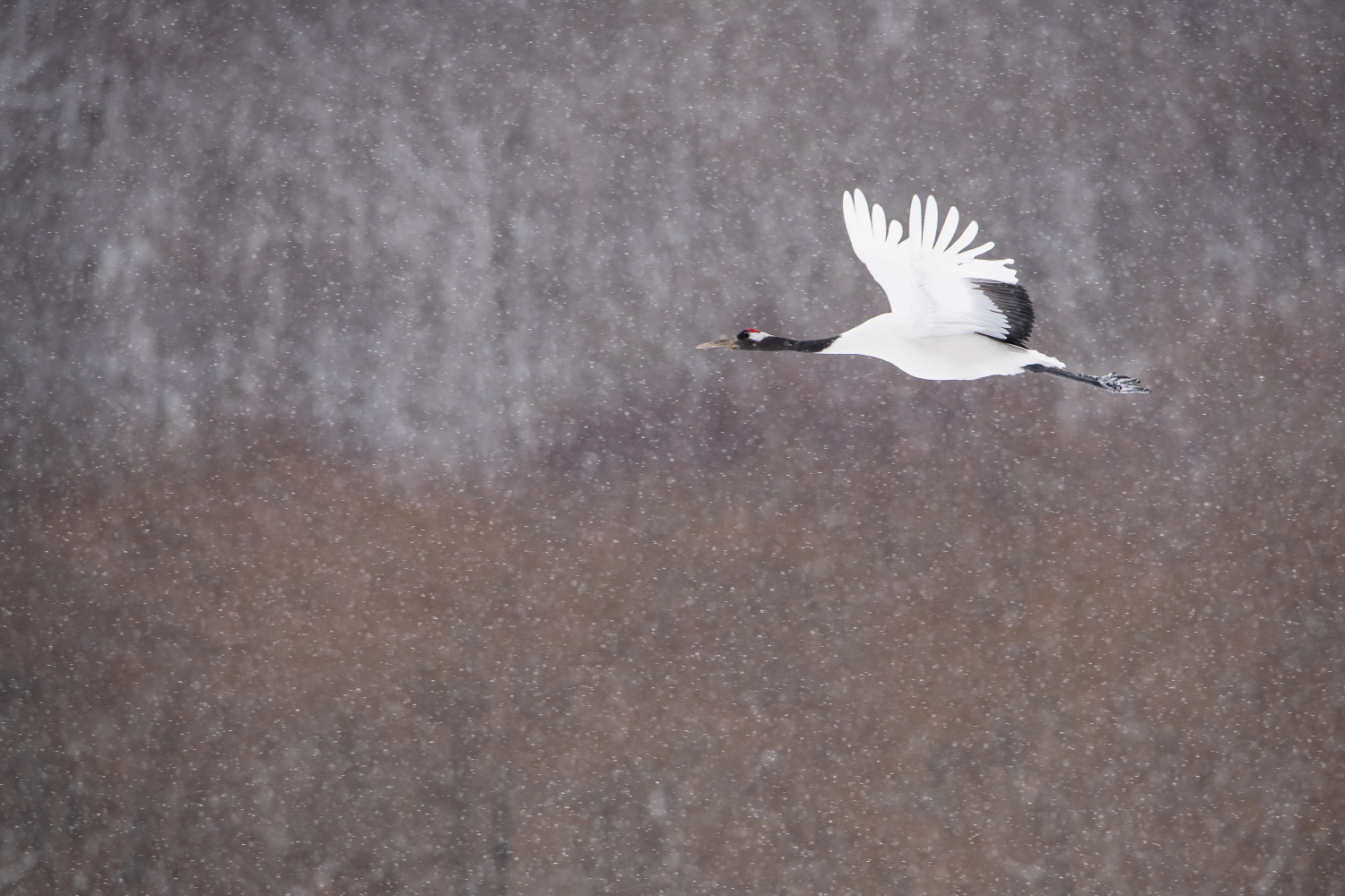 jeřáb mandžuský (Grus japonensis) Red-crowned crane