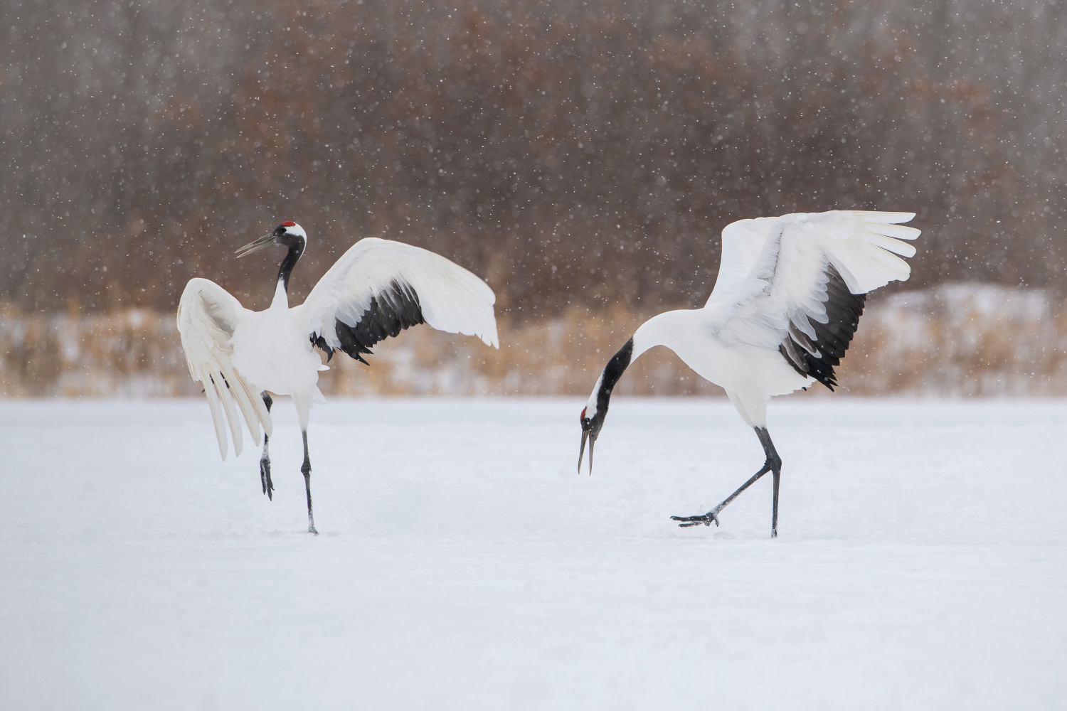 jeřáb mandžuský (Grus japonensis) Red-crowned crane