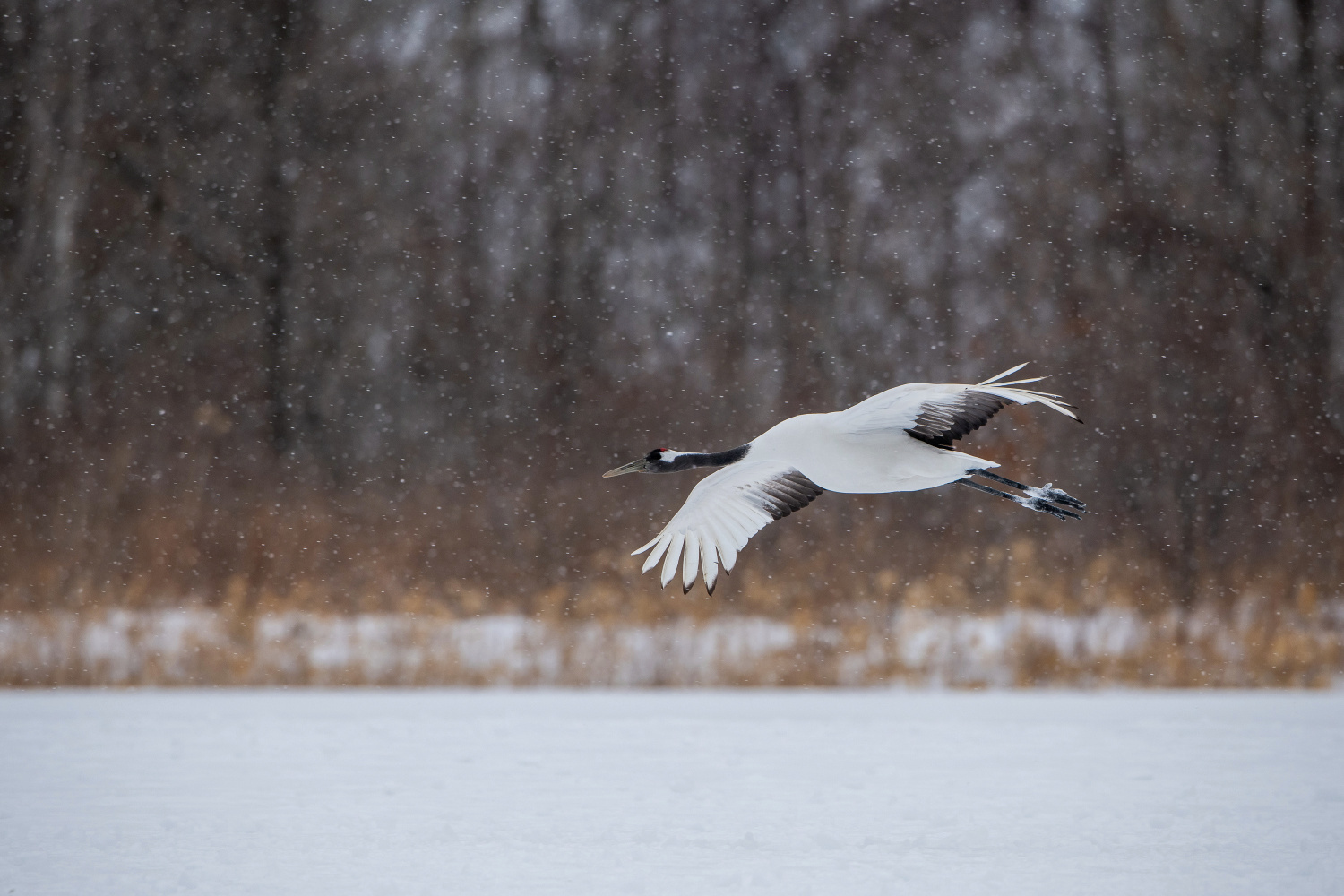 jeřáb mandžuský (Grus japonensis) Red-crowned crane