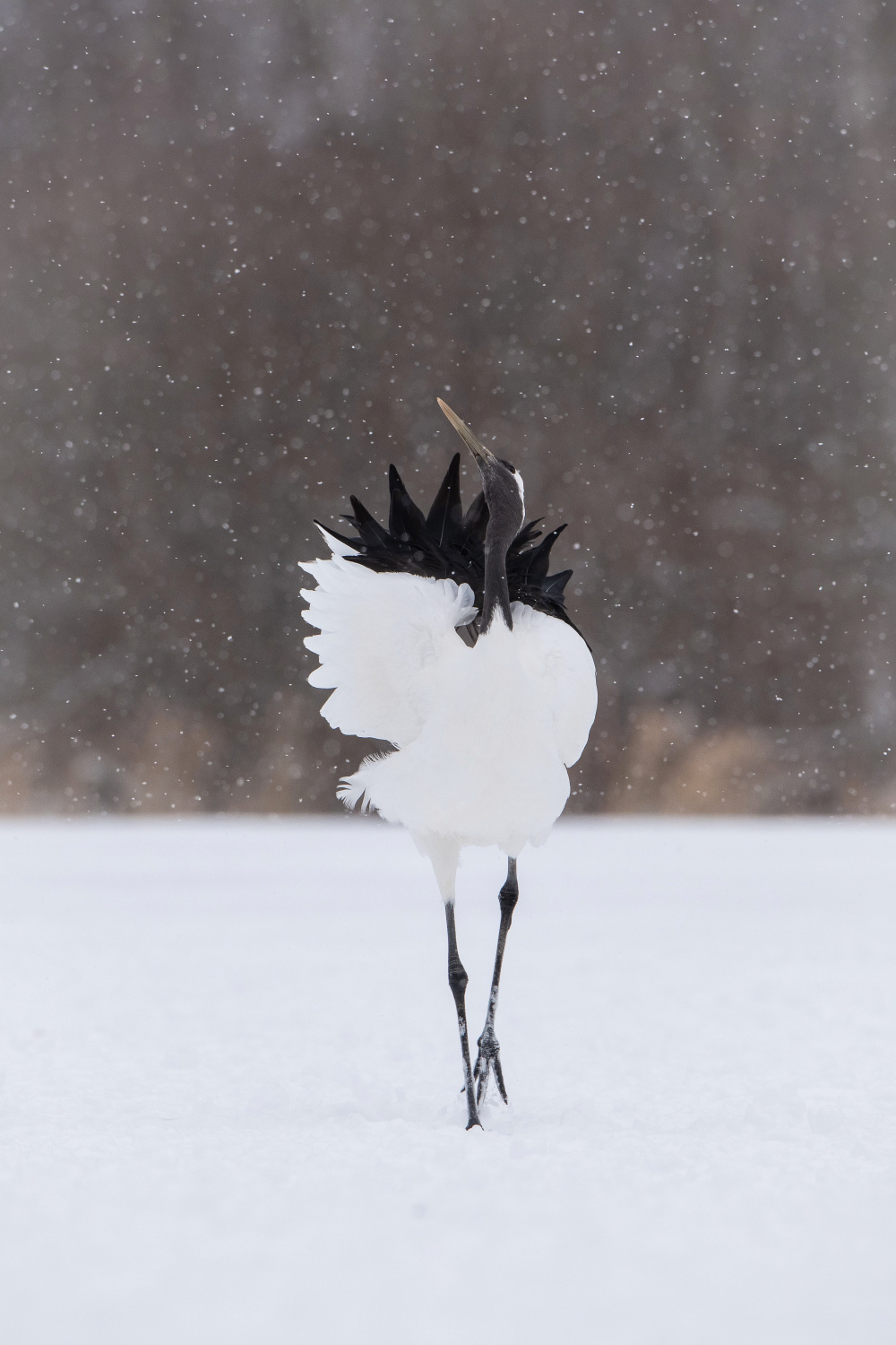 jeřáb mandžuský (Grus japonensis) Red-crowned crane