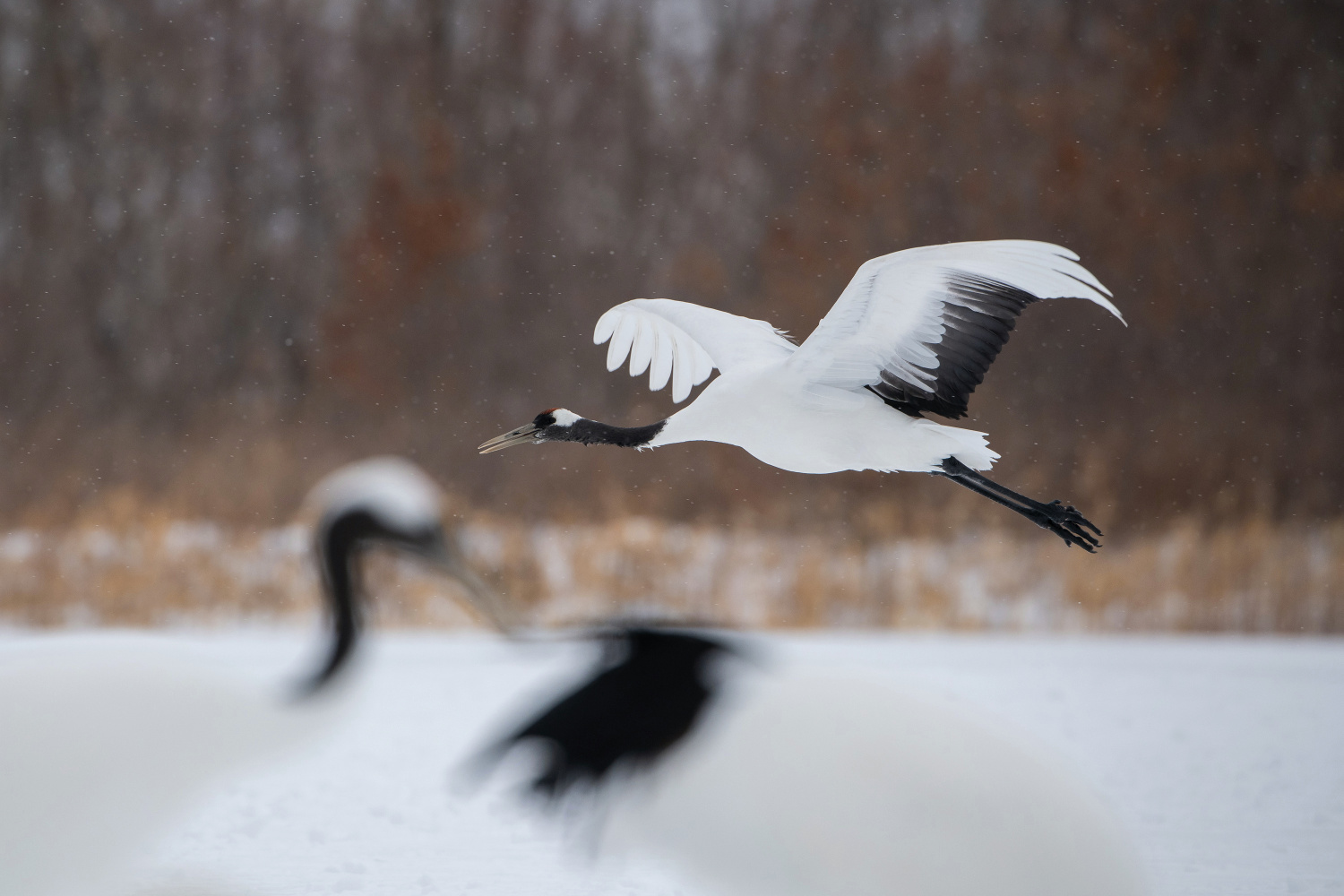 jeřáb mandžuský (Grus japonensis) Red-crowned crane