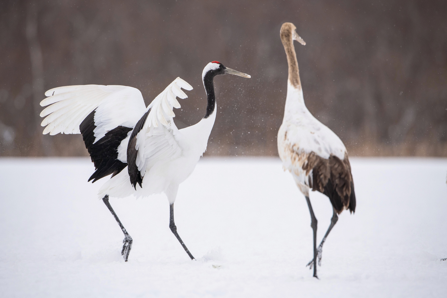 jeřáb mandžuský (Grus japonensis) Red-crowned crane