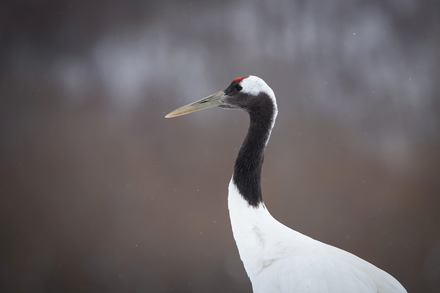 jeřáb mandžuský (Grus japonensis) Red-crowned crane