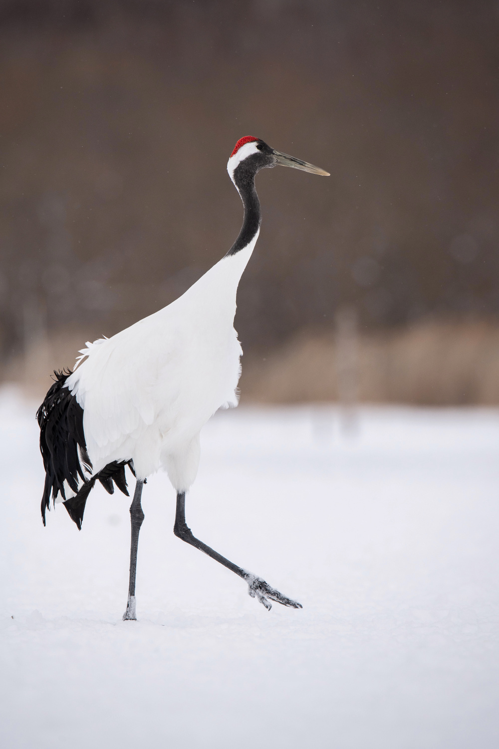 jeřáb mandžuský (Grus japonensis) Red-crowned crane