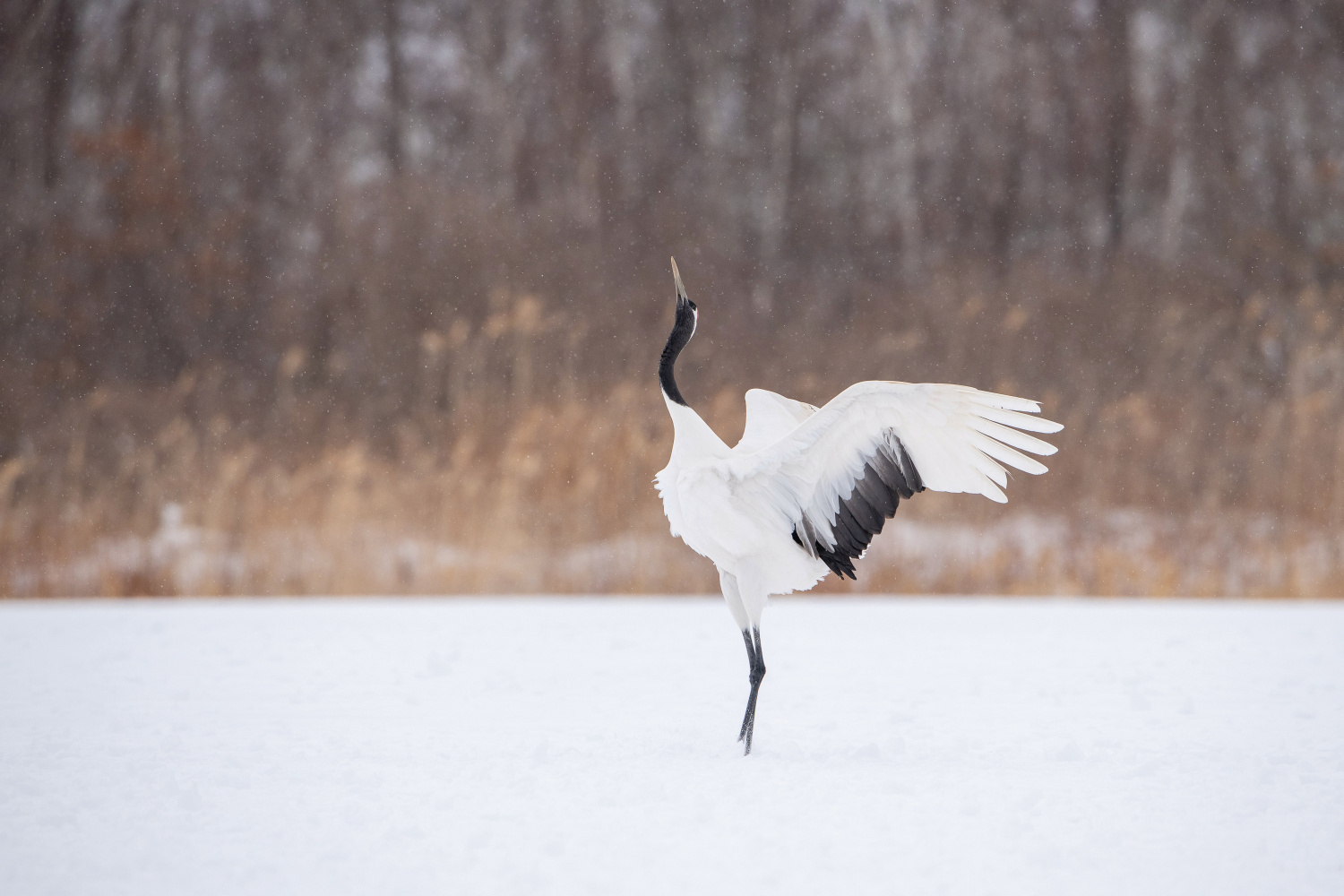 jeřáb mandžuský (Grus japonensis) Red-crowned crane