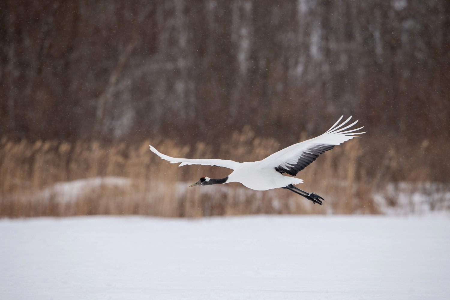 jeřáb mandžuský (Grus japonensis) Red-crowned crane