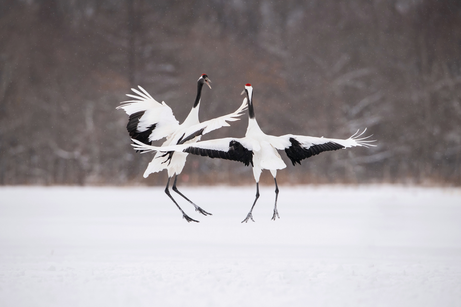 jeřáb mandžuský (Grus japonensis) Red-crowned crane