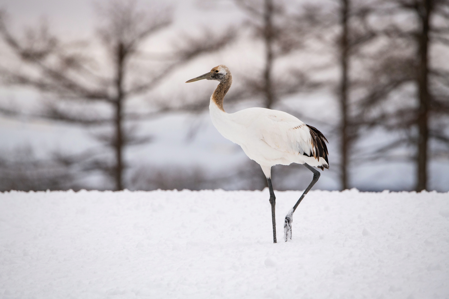 jeřáb mandžuský (Grus japonensis) Red-crowned crane