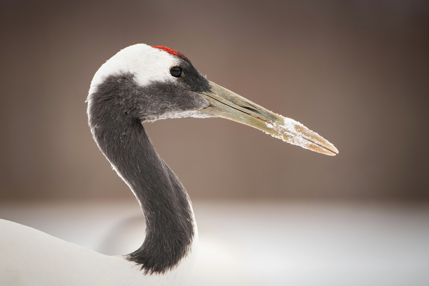 jeřáb mandžuský (Grus japonensis) Red-crowned crane