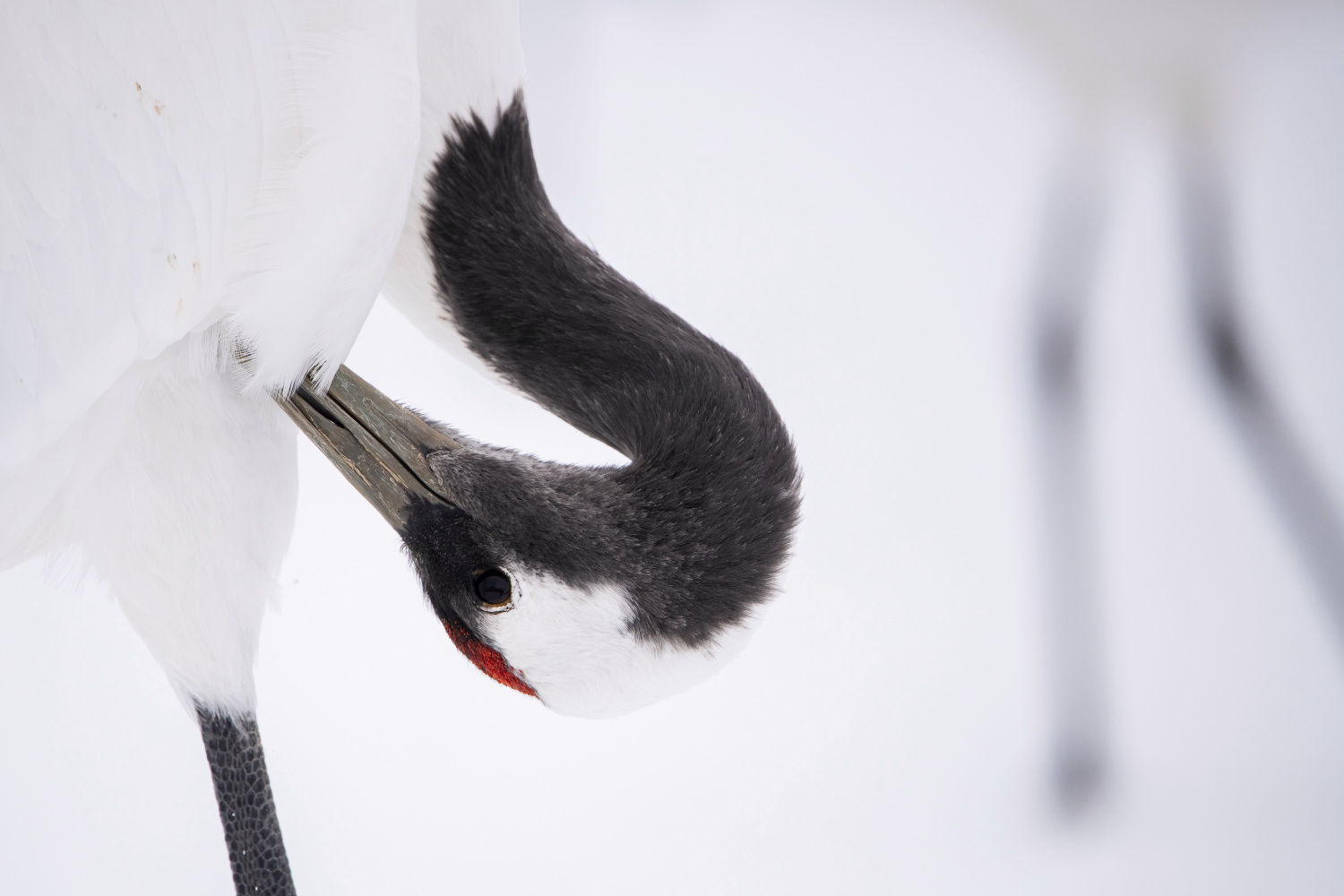 jeřáb mandžuský (Grus japonensis) Red-crowned crane