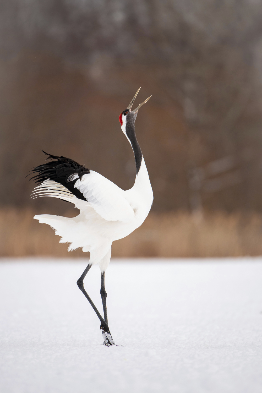 jeřáb mandžuský (Grus japonensis) Red-crowned crane