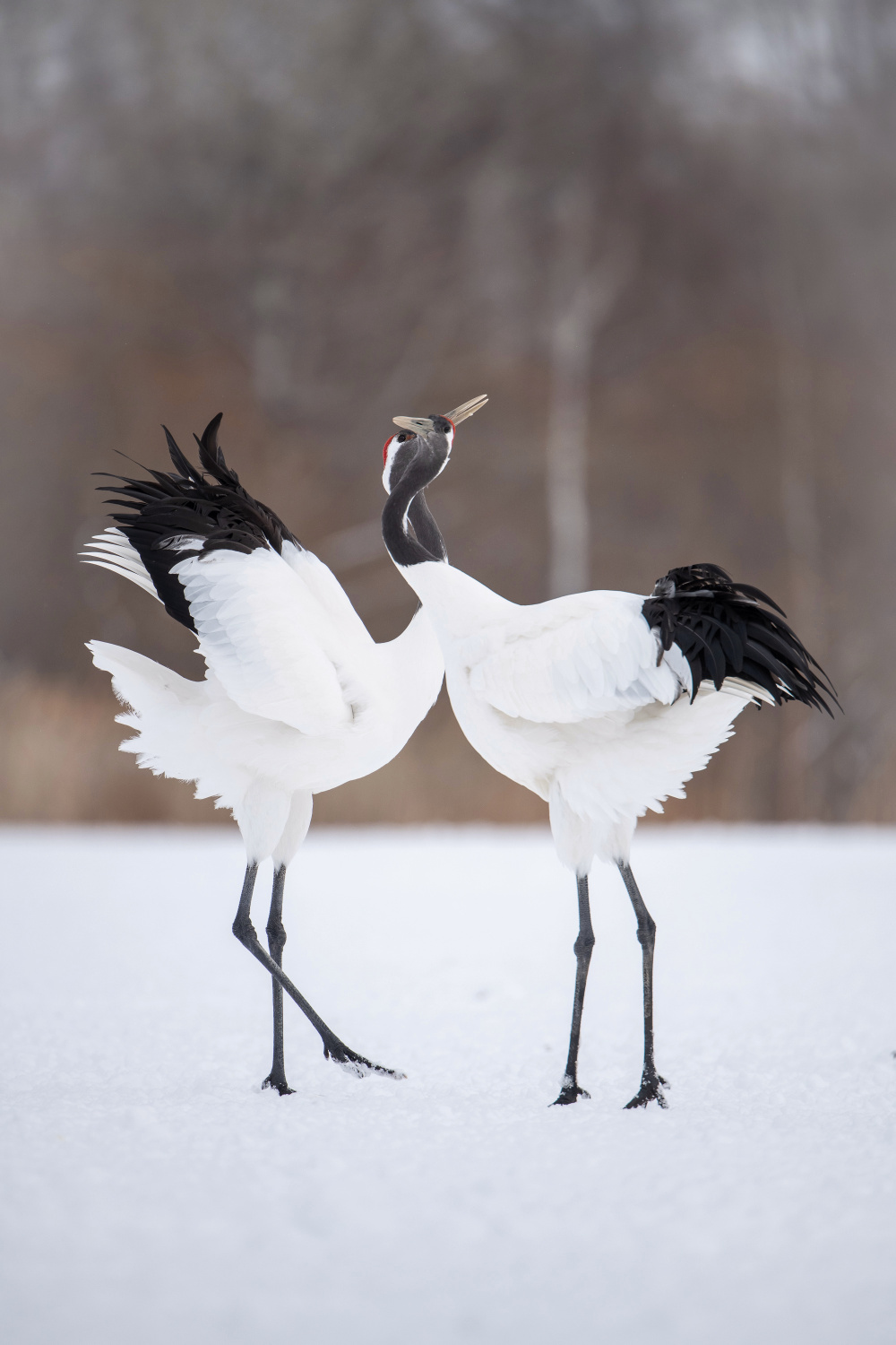 jeřáb mandžuský (Grus japonensis) Red-crowned crane