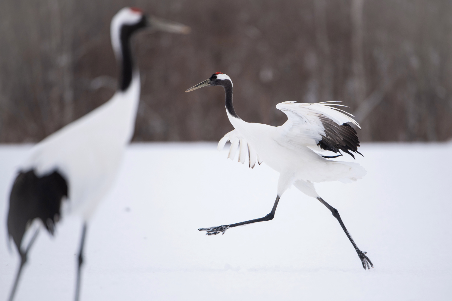 jeřáb mandžuský (Grus japonensis) Red-crowned crane