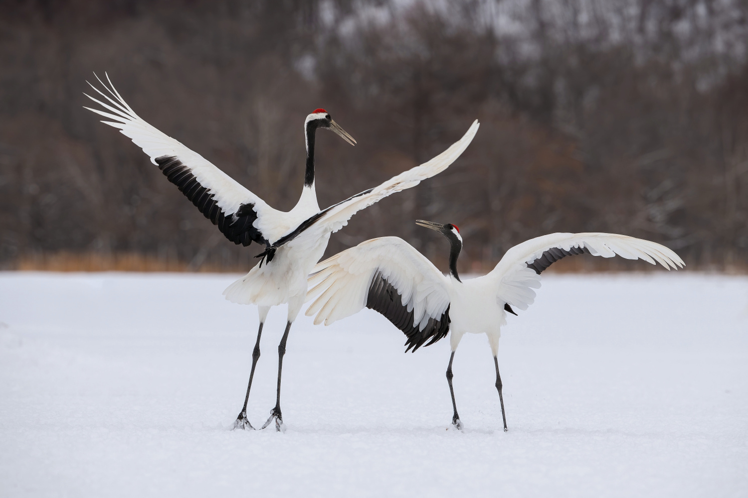 jeřáb mandžuský (Grus japonensis) Red-crowned crane