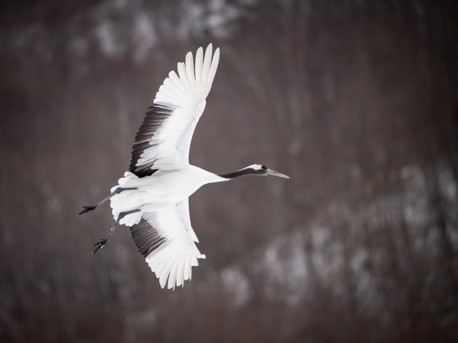 jeřáb mandžuský (Grus japonensis) Red-crowned crane