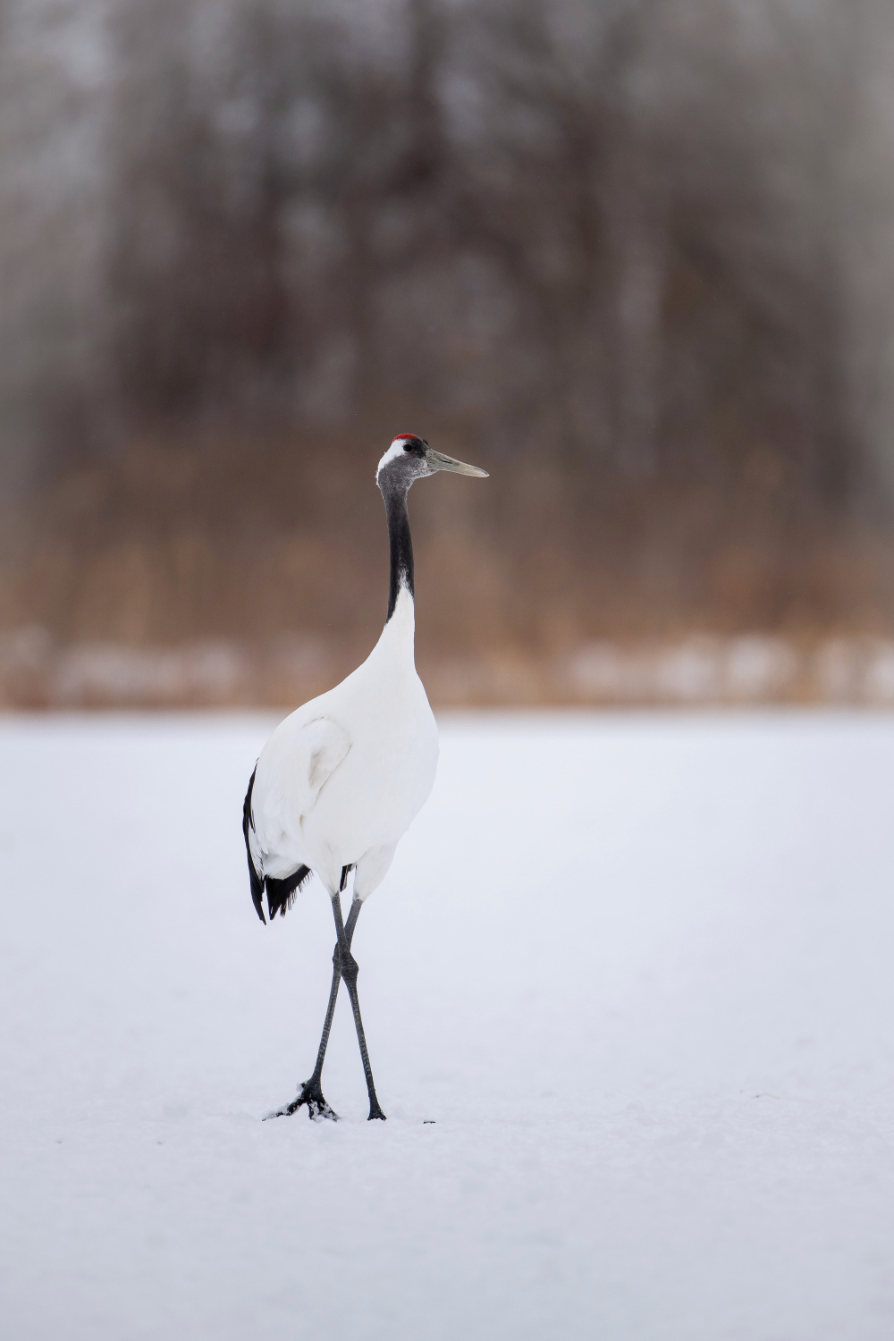 jeřáb mandžuský (Grus japonensis) Red-crowned crane