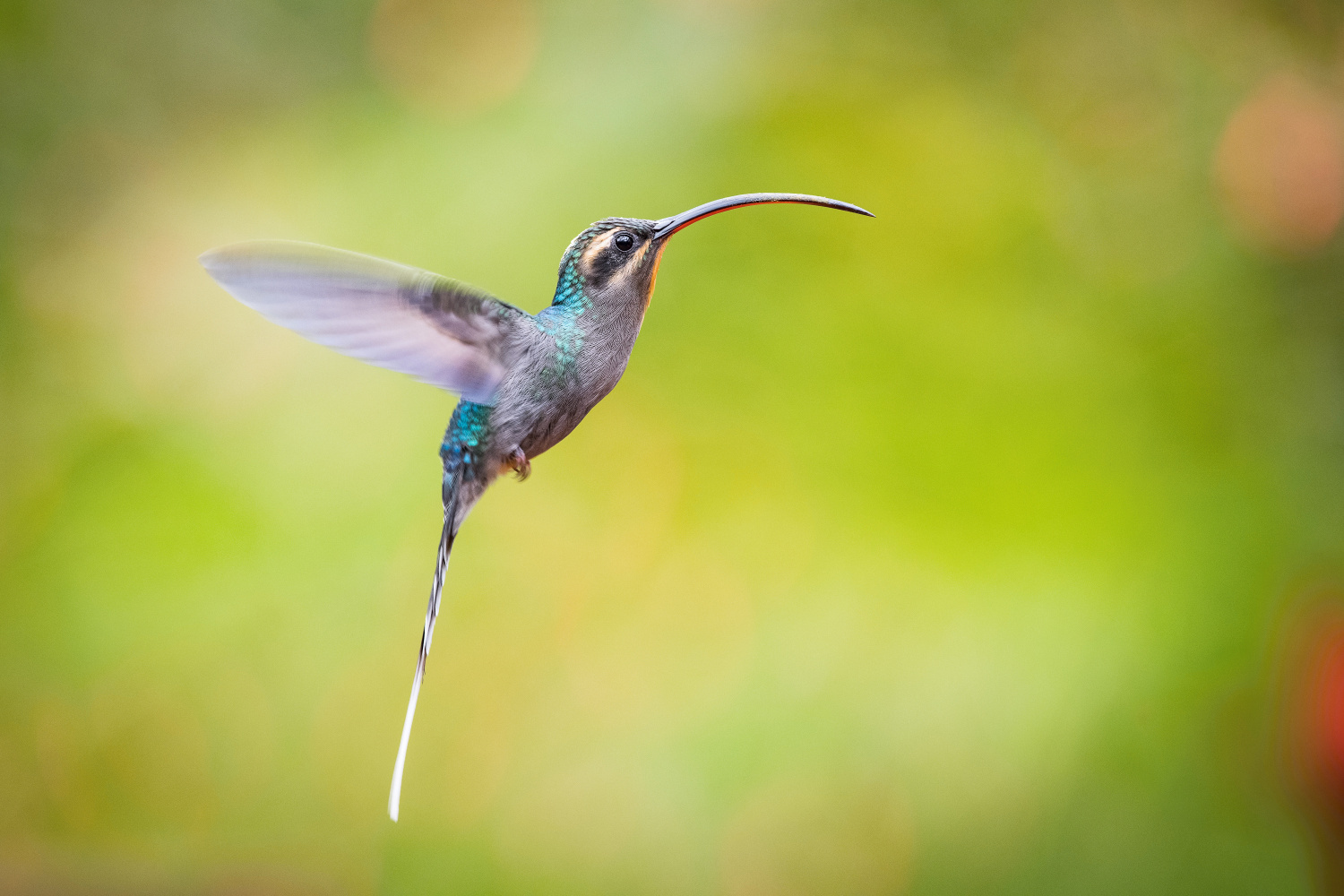 kolibřík šedobřichý (Phaethornis guy) Green hermit