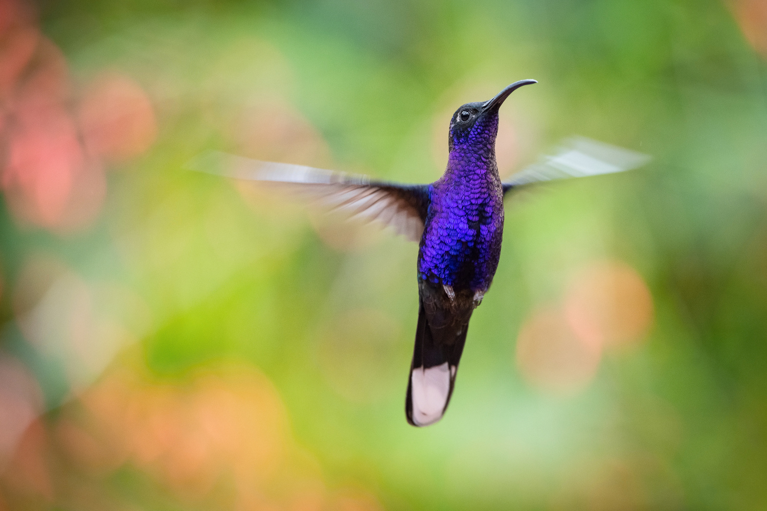 kolibřík fialkový (Campylopterus hemileucurus) Violet sabrewing