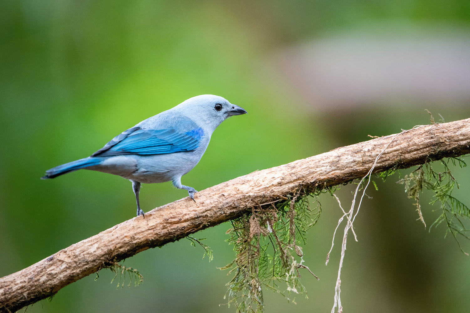 tangara modrá (Thraupis episcopus) Blue-gray tanager