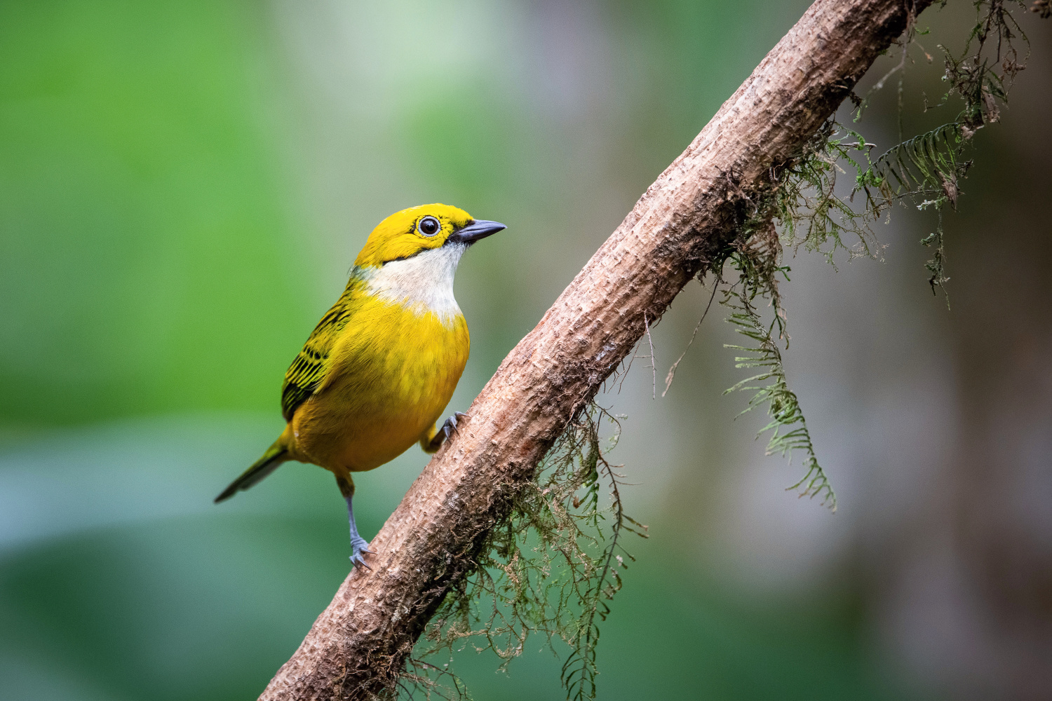 tangara stříbrohrdlá (Tangara icterocephala) Silver-throated tanager