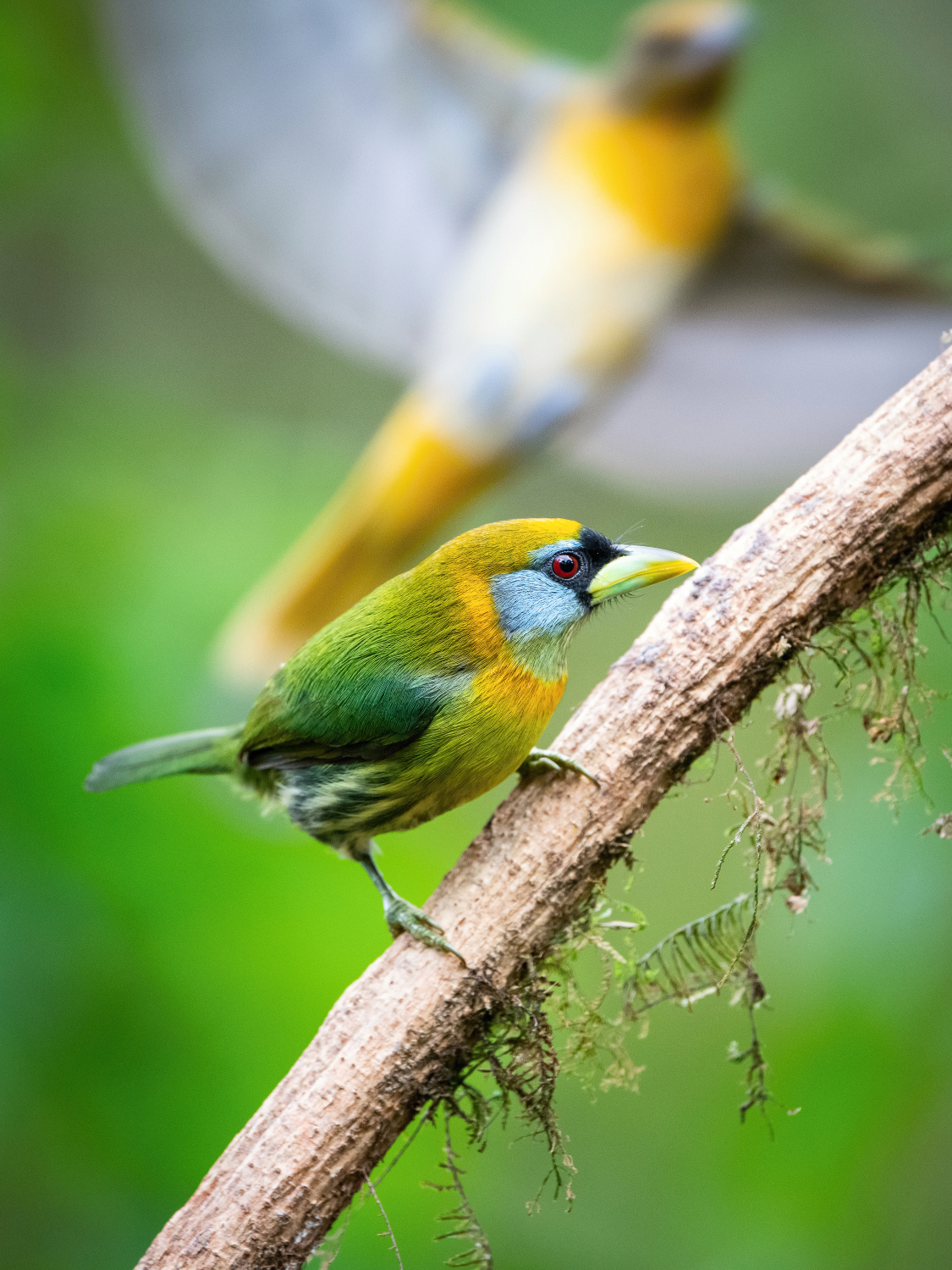 vousák andský (Eubucco bourcierii) Red-headed barbet