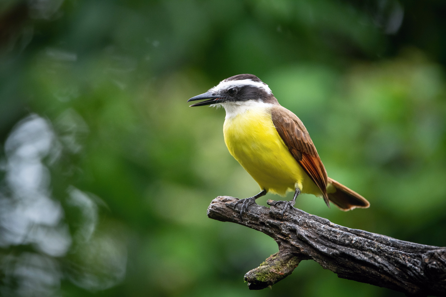 tyran bentevi (Pitangus sulphuratus) Great kiskadee