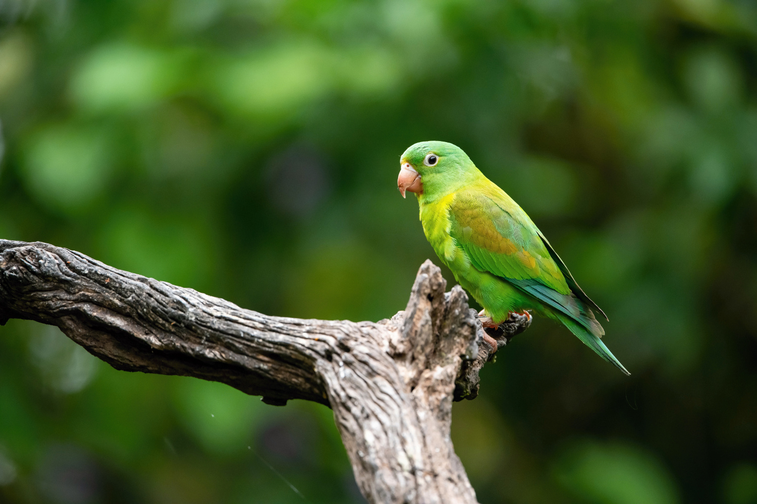 papoušek tovi (Brotogeris jugularis) Orange-chinned parakeet