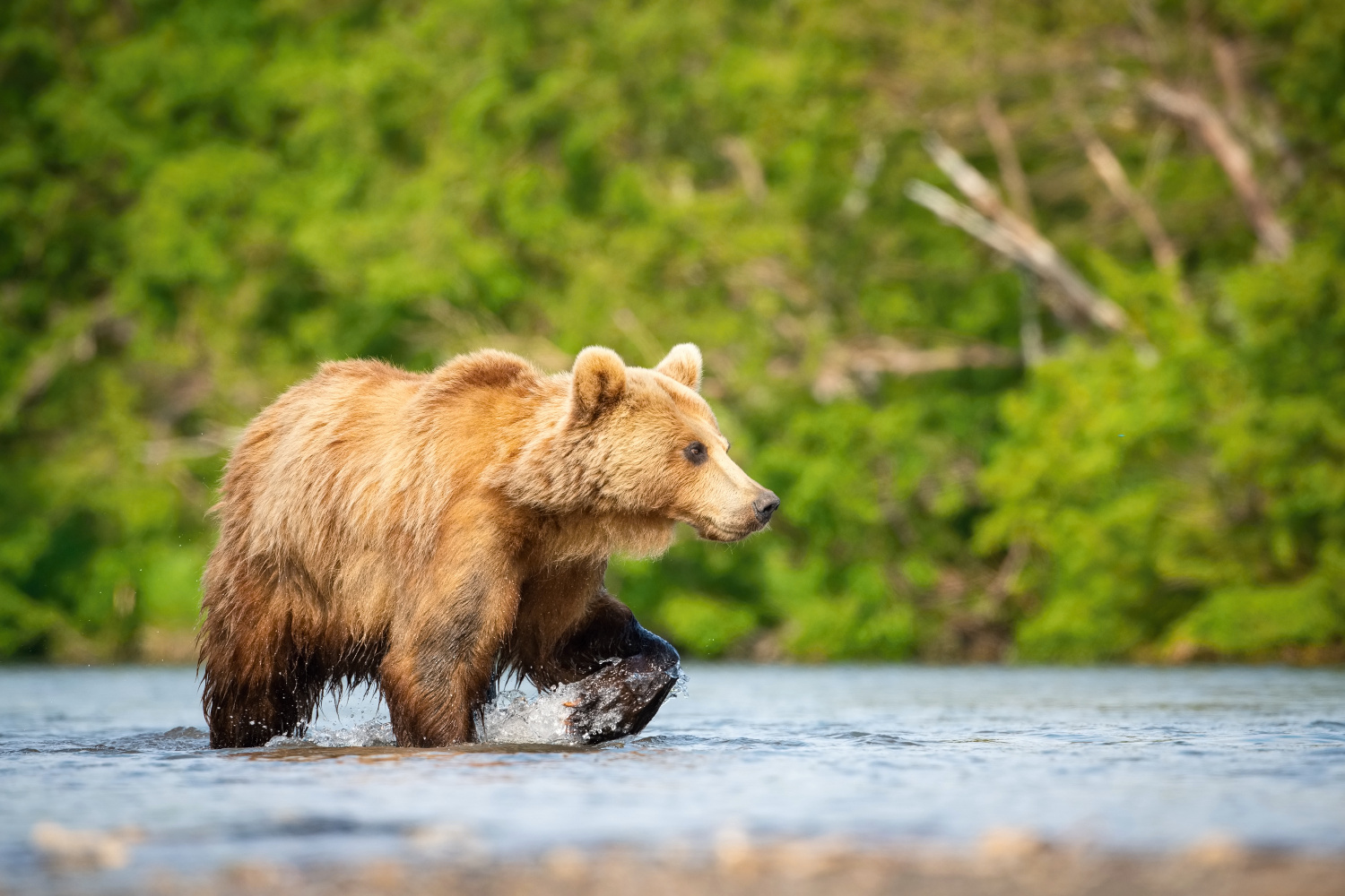 medvěd hnědý kamčatský (Ursus arctos beringianus) Kamchatka brown bear