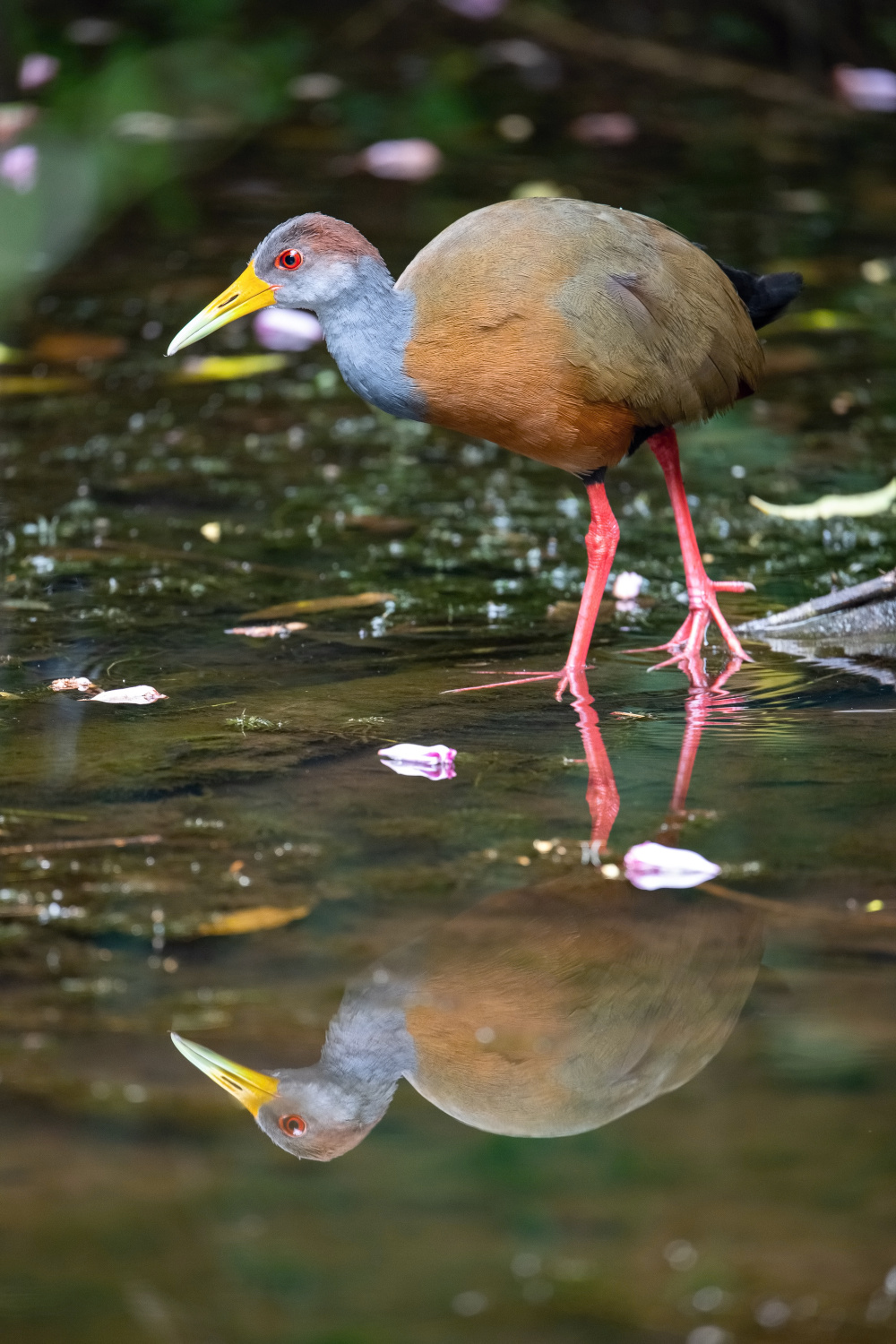 chřástal guyanský (Aramides cajanea) Grey-necked wood rail