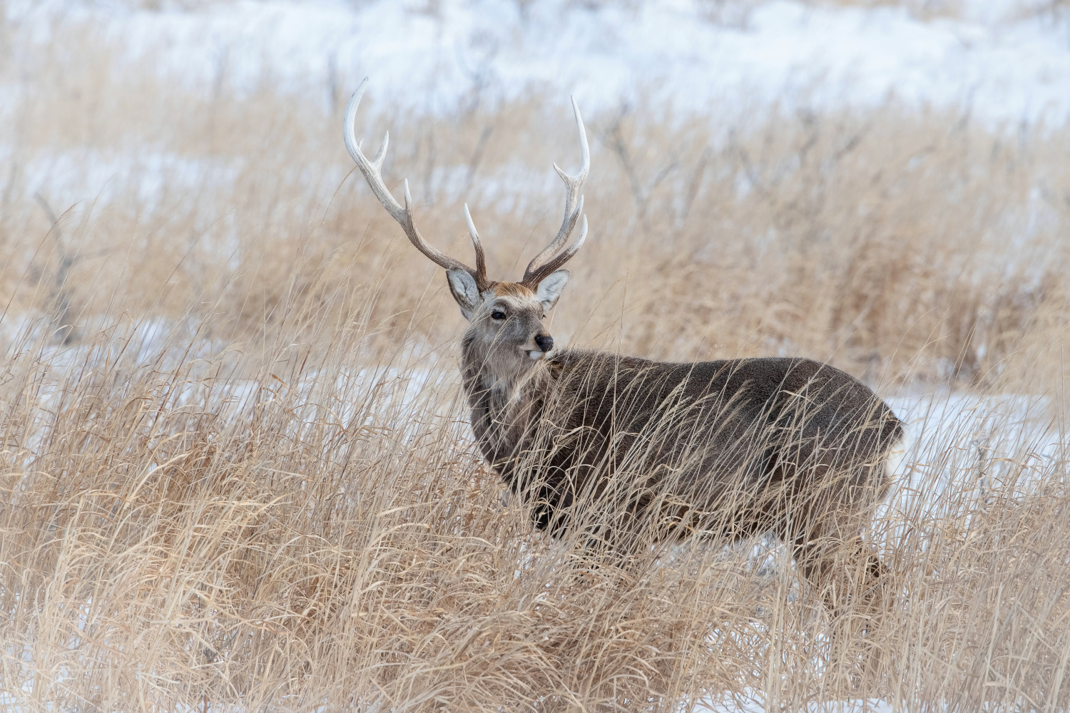 sika hokkaidský (Cervus nippon yesoensis) Hokkaido sika deer